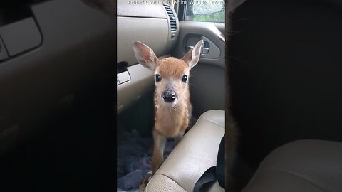 Fawn Bleats After Being Rescued -- ViralHog