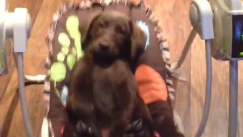 Labrador puppy chills out in baby swing