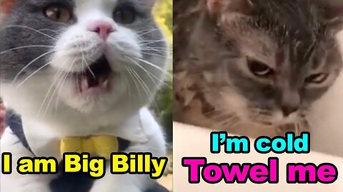 These Cats Can Speak English Better Than Hooman
