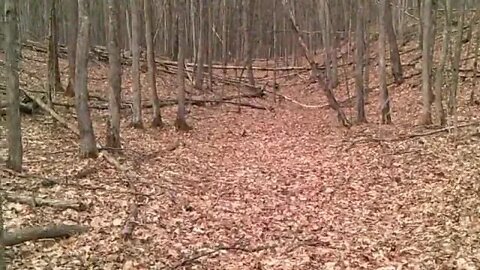 The middle trail through woods...