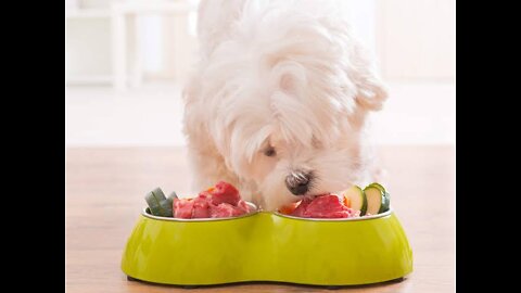 12 Human Foods That Are Actually Good For Your Dog