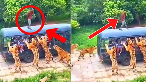 Omg A Man Has Been Surrounded By So Many Tigers