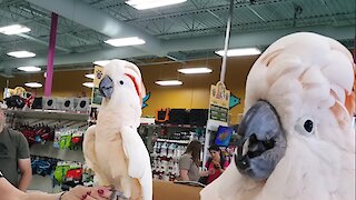 Hilarious Cockatoos Meet Each Other In Pet Store