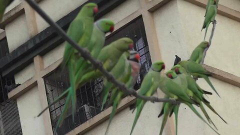 Red-breasted Parakeet with Rose-ringed Parakeets