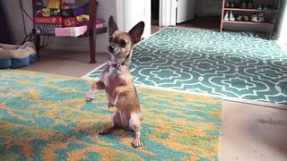 Chihuahua shows off impressive arsenal of tricks