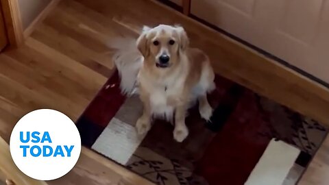 Howling golden retriever startled when he learns he's not home alone | USA TODAY