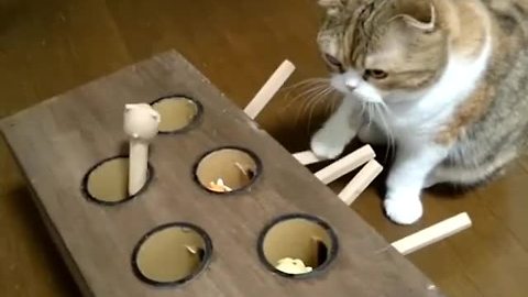 Cat Plays Homemade Whack-A-Mole Game