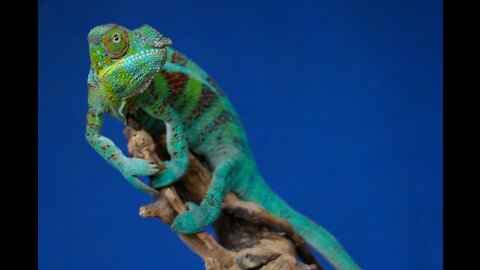 beautiful Colored Chameleon