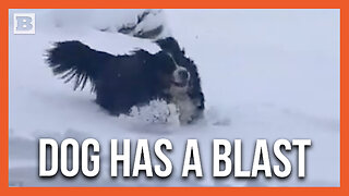 Dog Has a Ball Playing in Heavy Snow in Buckfield, ME