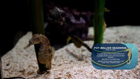 Pot Bellied Seahorse Ripley's aquarium