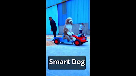 Trained Smart Dog working loyally. Intelligent