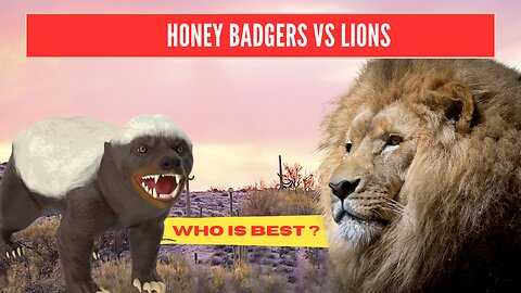 Honey Badger vs Lion: The Ultimate Battle of the Beasts