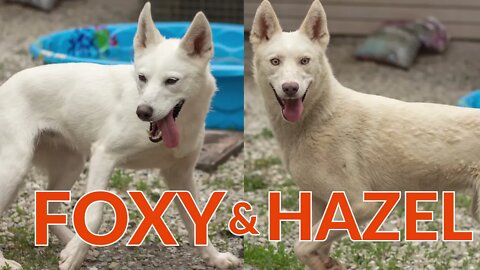 "Foxy" and "Hazel" - Montrose Road dogs being socialized by volunteers