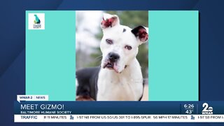 Gizmo the dog is up for adoption at the Baltimore Humane Society
