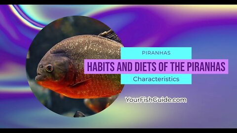 Piranhas Living Habitat and Characteristics ~ Be Careful ~