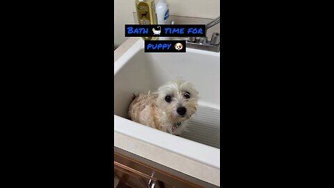 Puppy bath time