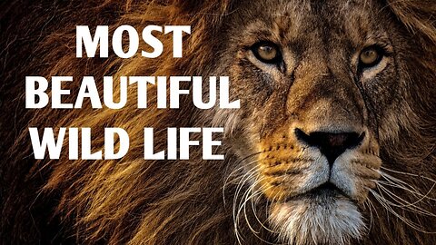 Most beautiful wild life