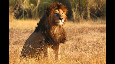 Wild nature animal lion