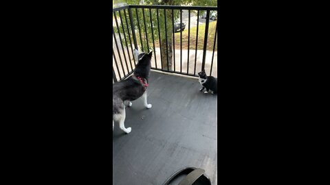 Standoff between cat, dog, and squirrel