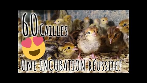 Incubation : Naissance de 60 cailleteaux! #225