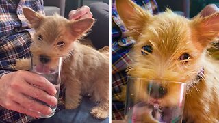 Thirsty Puppy Adorably Drinks From A Glass