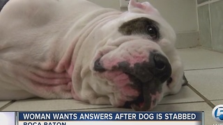 Woman wants answers after dog is stabbed