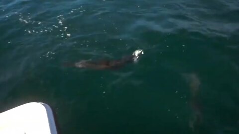 Pt.1 Barracuda demolishes hooked Mackerel! Offshore Tampa Bay Fishing.