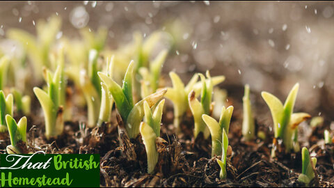 February seedling Update - Allotment Gardening for Beginners #growingyourown #sowingseeds