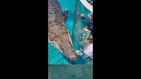 True size of Salt water crocodile