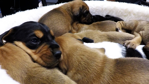 Basket of rescued puppies cry for food at feeding time