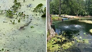 Brave Florida Kids Swim With Alligators In Local Pond