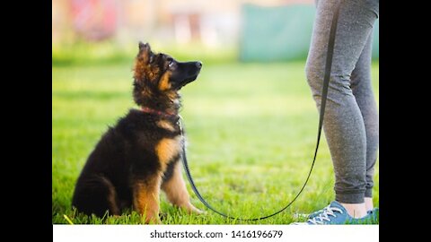 dog training videos