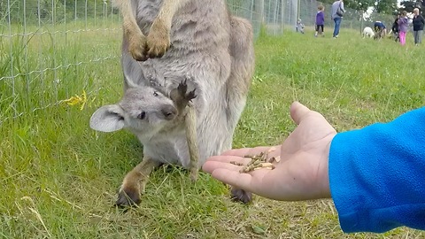 Baby wallaby is hand-fed from mother's pouch