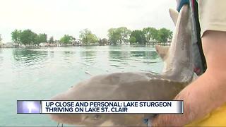 Lake Sturgeon thriving on Lake St. Clair