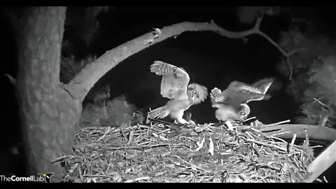 Mom Returns To Get a Snack 🦉 2/8/22 02:17