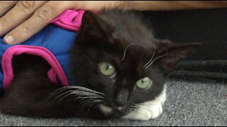 Pet of the week: young cat named Harley Quinn