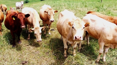 Curious Cows And Calves Gather To Watch And Follow Drone