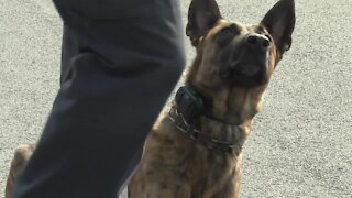 Examining police canine costs after NY legalizes marijuana