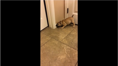 French Bulldog puppy loses it on doorstop