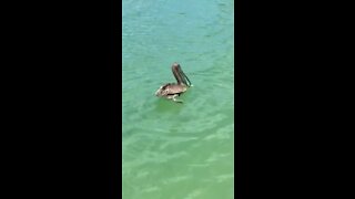Pelican catches fish and tries to keep his dinner for himself