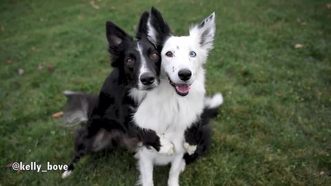 Dogs flawlessly pose for heart-melting photo session