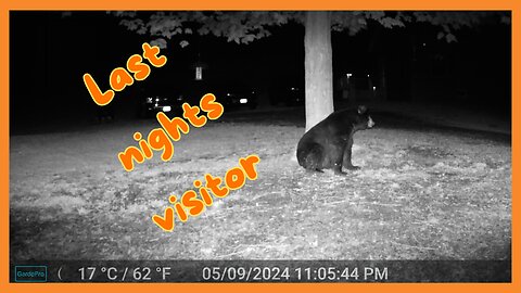 Visit from a black bear last night