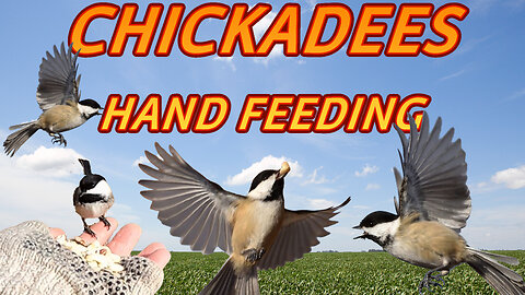 Black Capped Chickadees (Hand Feeding Birds)