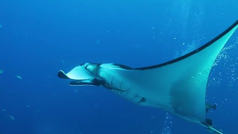 Adventurous Scuba Divers Swim With The Giants Of The Sea