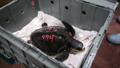 Cold-stunned turtles travel from New England to Clearwater Marine Aquarium for care