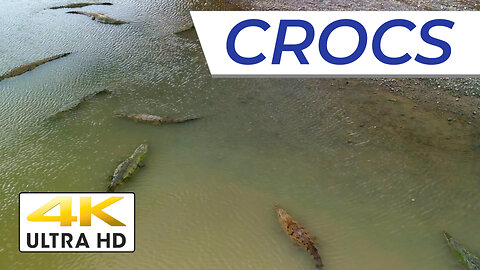 [4K] CROCODILES In Costa Rica // Awesome FREE Tourism Attraction #comedy #travelvlog