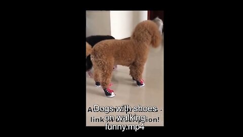 Dog with shoes on walks funny! 😂🤣😅 #shorts