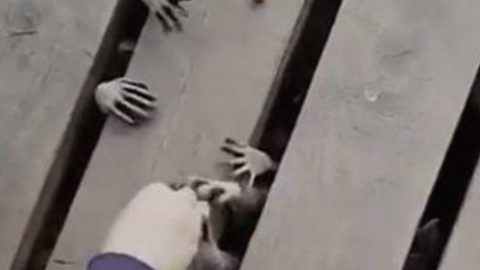 Raccoon Paws Look Like Little Demon Hands