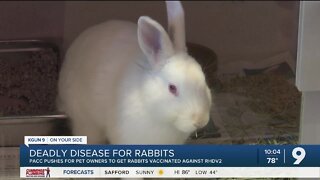 Deadly rabbit disease spreading in Pima County