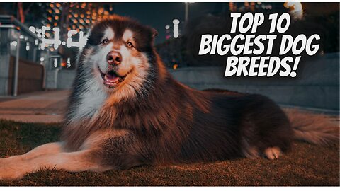 10 Large dog breeds